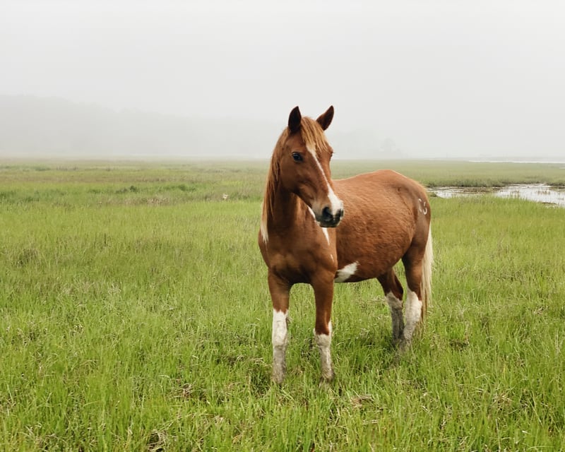 See Wild Chincoteague Ponies on a Guided Tour