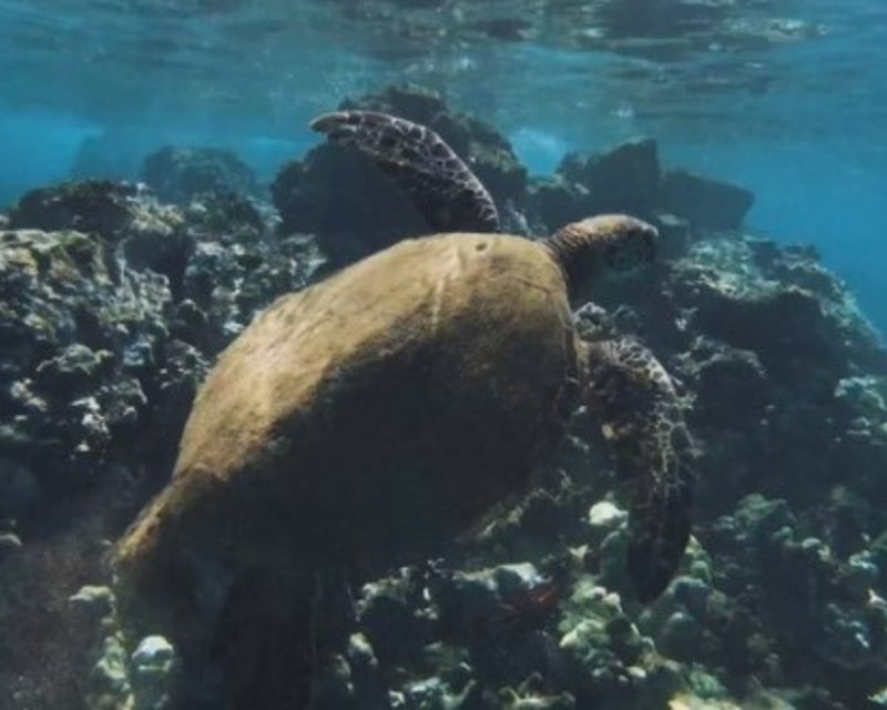 Private 1-on-1 Snorkel Lesson in Lahaina, Maui