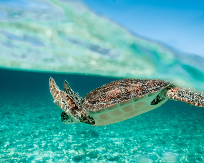 30-Minute Sea Turtle Documentary in Juno Beach