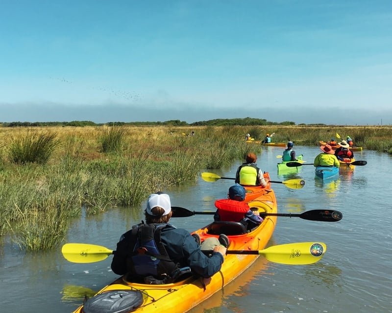 Mad River Slough Wildlife Birding Kayak Tour