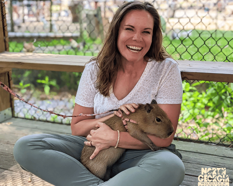 Meet Baby Capybaras in North Georgia