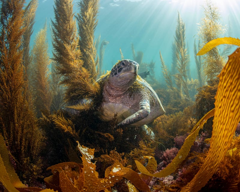 San Diego Marine Wildlife Snorkel Safari