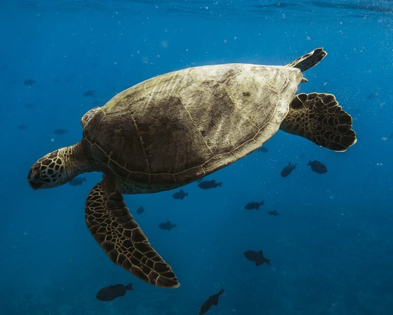 Guided 2-Hour Snorkel Cruise in Waikiki