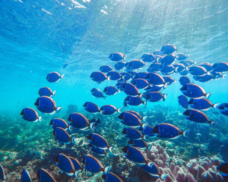 Morning Sail & Snorkel Cruise From Haleiwa