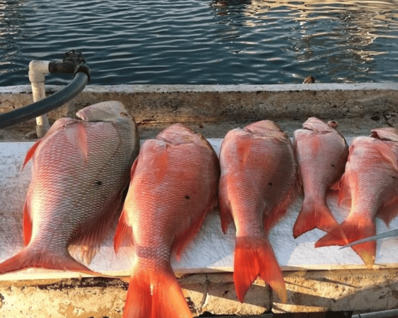 Key West Snapper & Grouper Fishing Trip