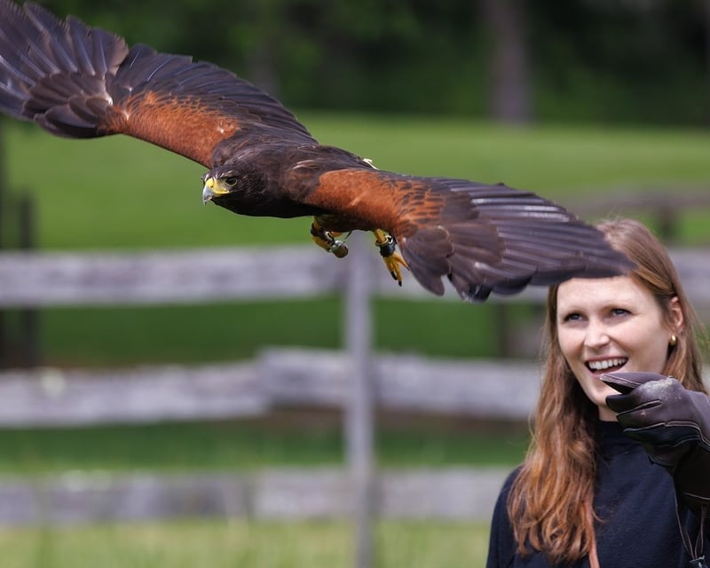 Falconry Experience & Hawk Flying in Upper Black Eddy
