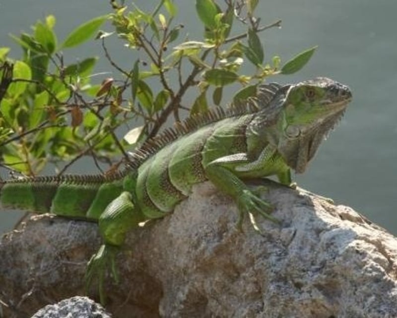 Private Everglades Boat Tour
