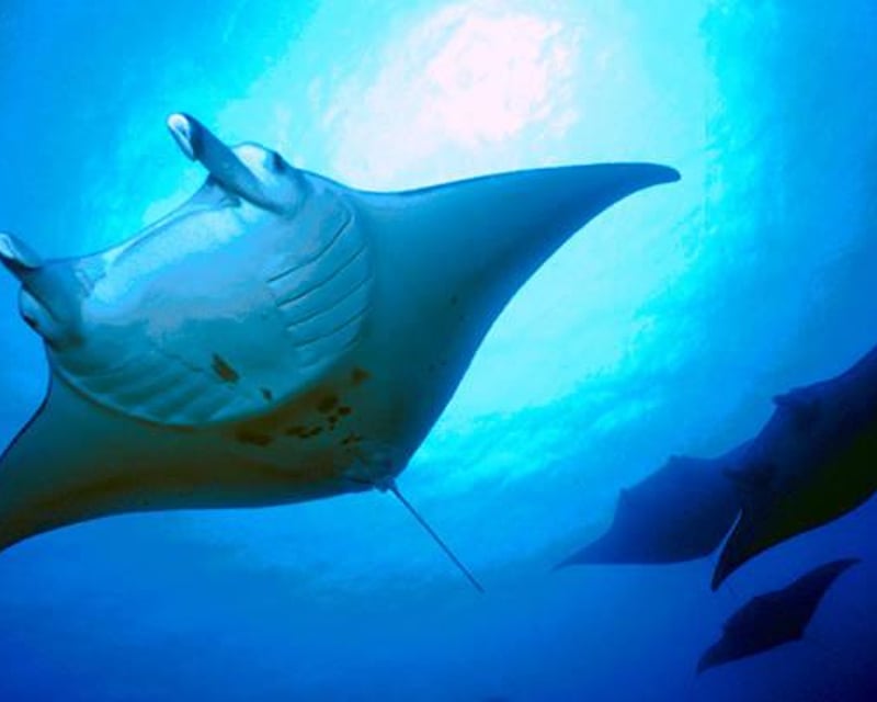Sunset Manta Ray Snorkel Cruise in Kona