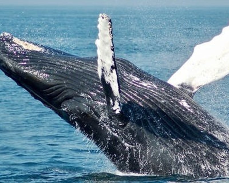 Guided Whale Watch & Wildlife Kayak Tour, West Maui