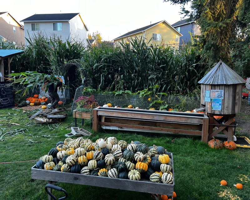 Pumpkin Patch & Corn Maze Fall Farm Day in Lynnwood