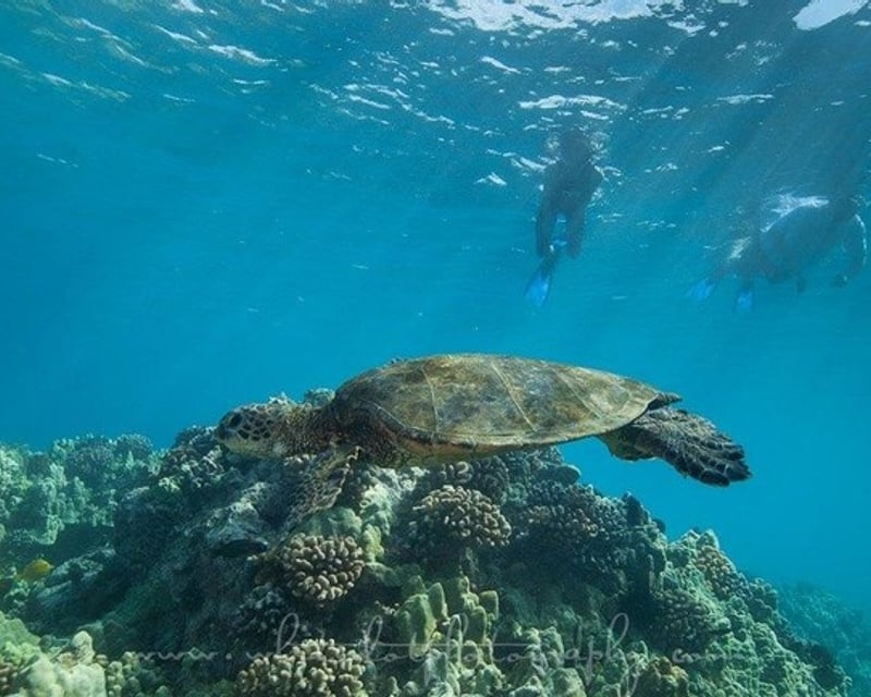 Spinner Dolphin Watch & Turtle Snorkel from Kawaihae