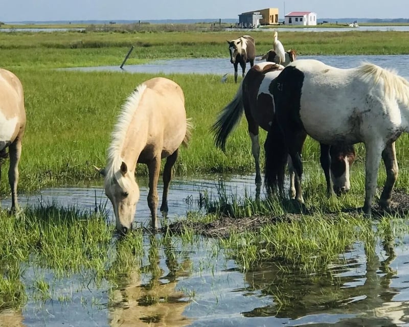 Private Pony Watching Boat Tour in Chincoteague