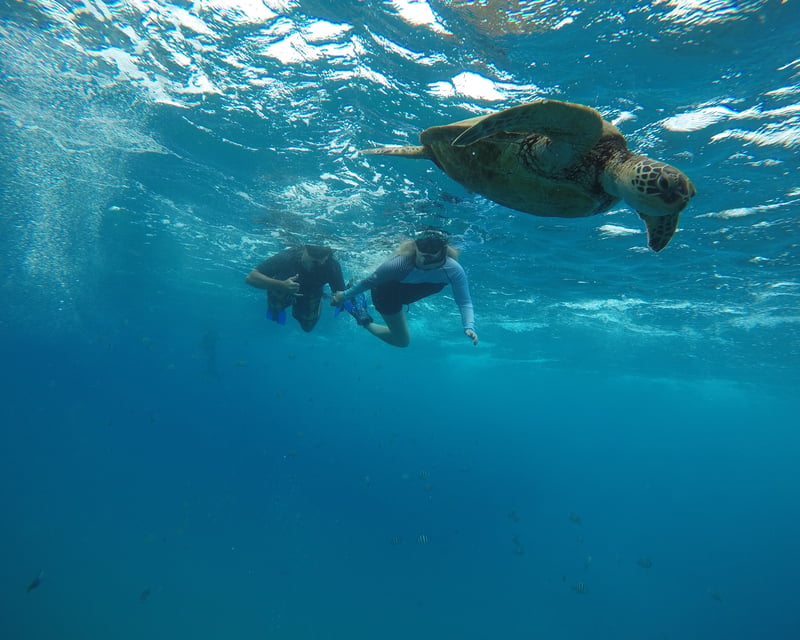 4-Hour Surf & Turf Adventure in Hauula