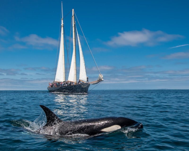 Whale Watching on a 138' Sailing Yacht in San Diego