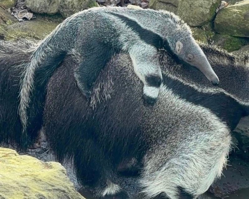 Giant Anteater Encounter in Grove City