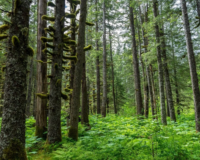 Guided Tonsina Beach Hike From Seward