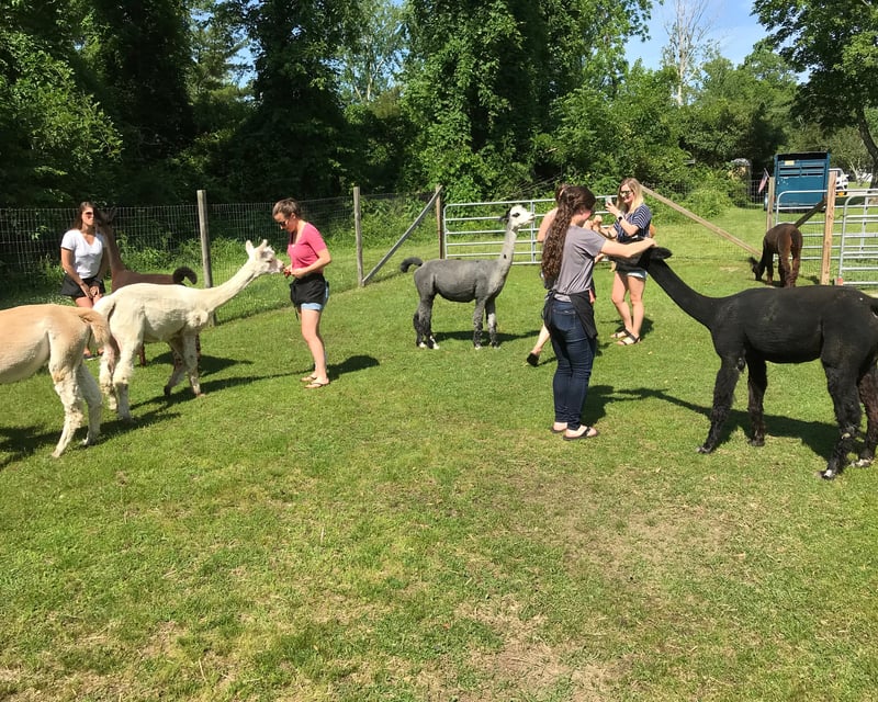 Private Alpaca Farm Tour