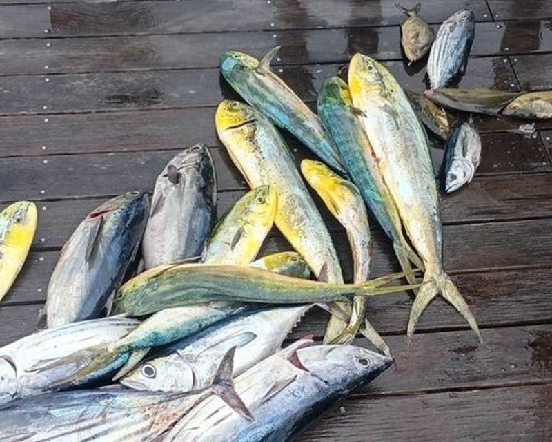 6-Hour Marathon Fishing Charter