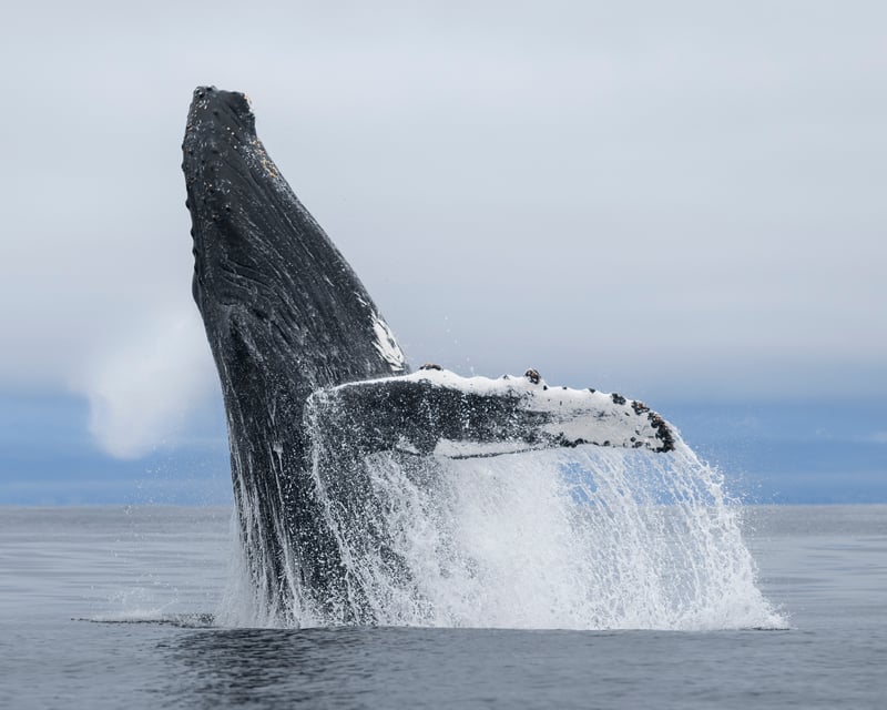 Whale & Dolphin Watching in the Santa Barbara Channel
