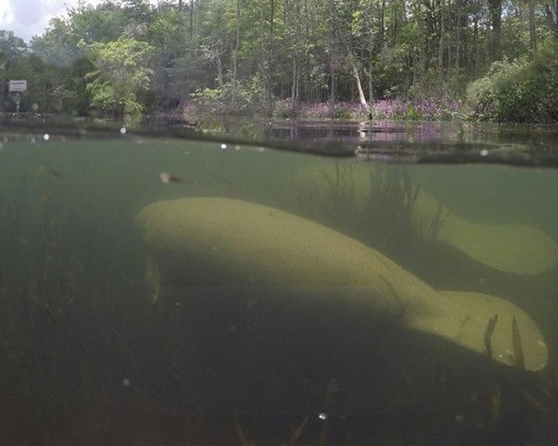 3-Mile Guided Manatee Kayak Tour on the Wakulla River