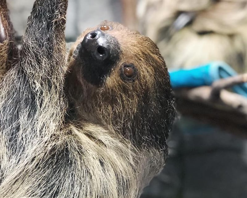 Los Angeles 90-Minute Animal Encounter Tour