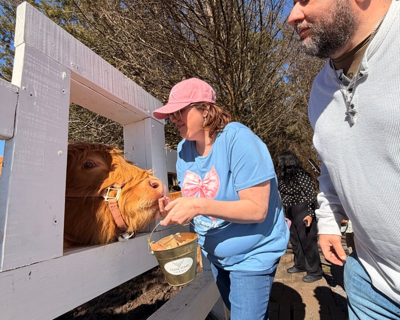 Self-Guided Highland Cow Meet & Greet in New Market