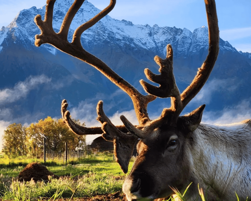 Hatcher Pass & Reindeer Farm Guided Tour From Anchorage