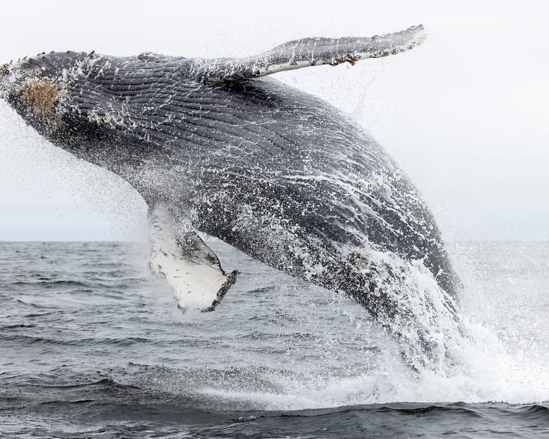 2.5-Hour Avila Beach Whale Watching Tour