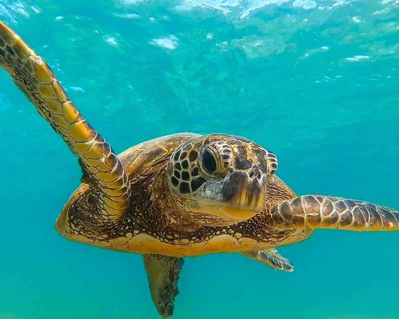 3-Hour Turtle Canyon Snorkeling Cruise