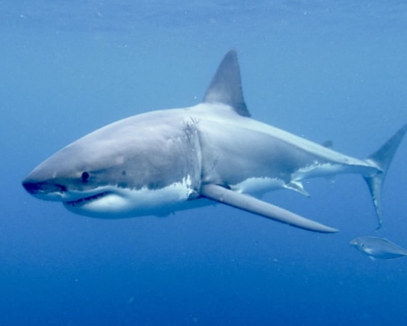 Shark Tour in Harwich