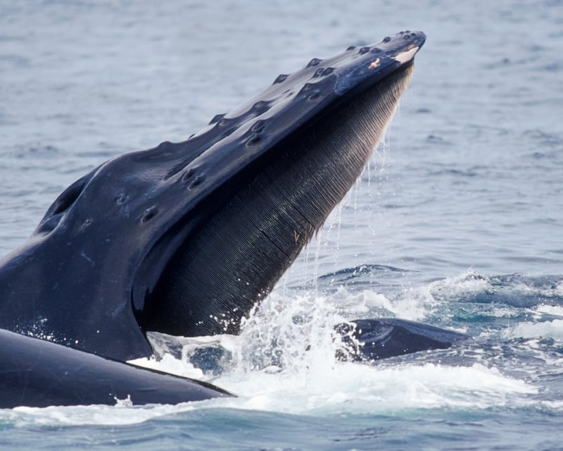 Spot Whales, Dolphins & Birds on a 3-Hour Wildwood Crest Cruise
