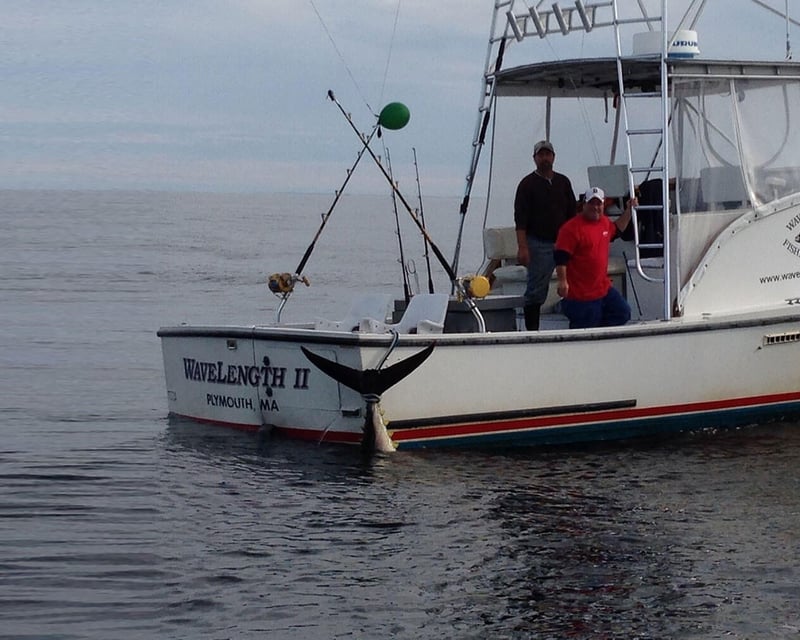 Plymouth Cod & Haddock Fishing Charter to Stellwagen Bank