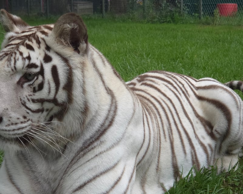 Prowl-O-Ween Halloween Event at Louisburg Big Cat Sanctuary