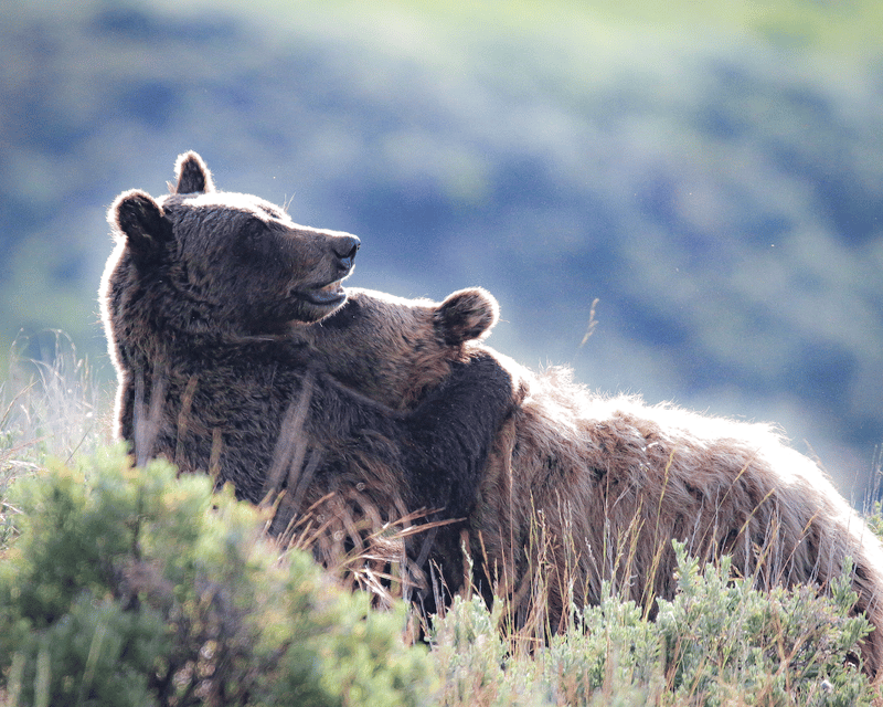 Yellowstone Morning Wildlife Guided Tour