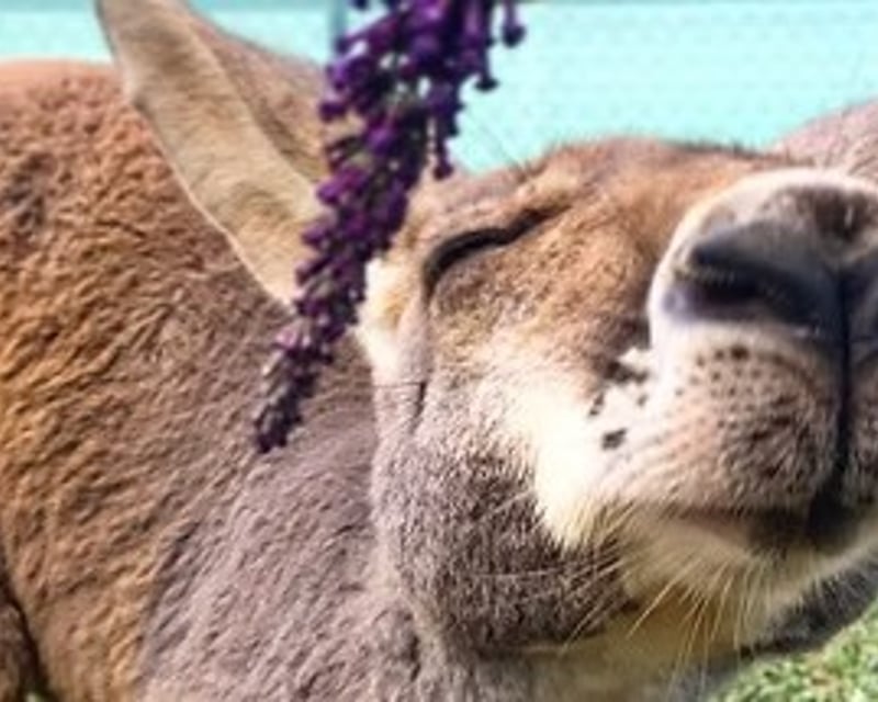 Private Kangaroo & Wallaby Encounter in Howe, TX