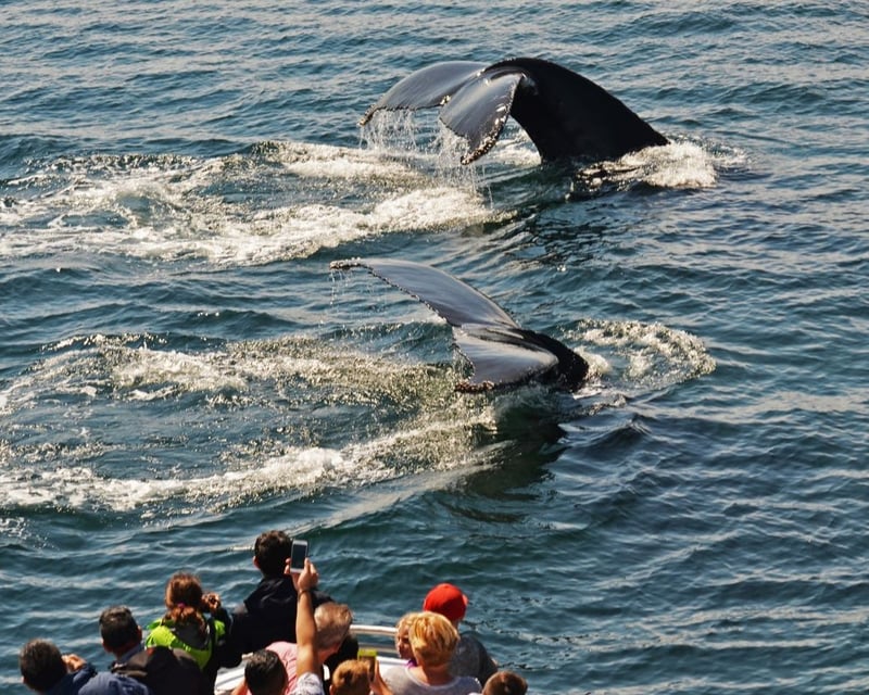 Boston Whale Watching Cruise to Stellwagen Bank