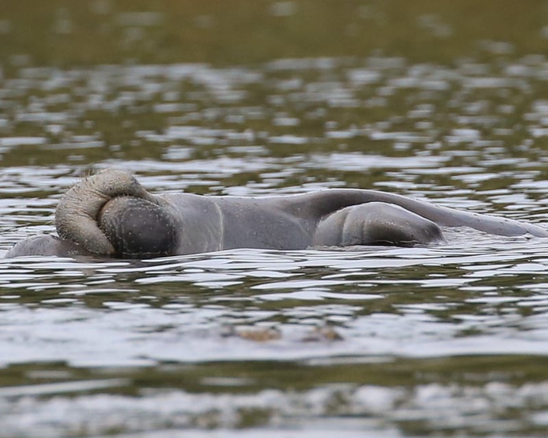 Guided Manatee Kayak Tour from Blue Springs
