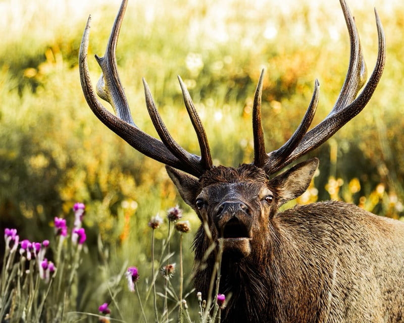 Elk Rut Photography Tour in Rocky Mountain National Park