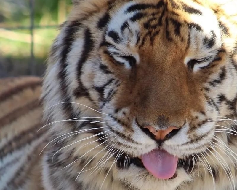 Rescued Exotic Animal Sanctuary Visit in Phelan