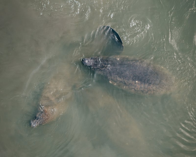 Wildlife Refuge Manatee And Dolphin Kayak Or Paddleboard Tour