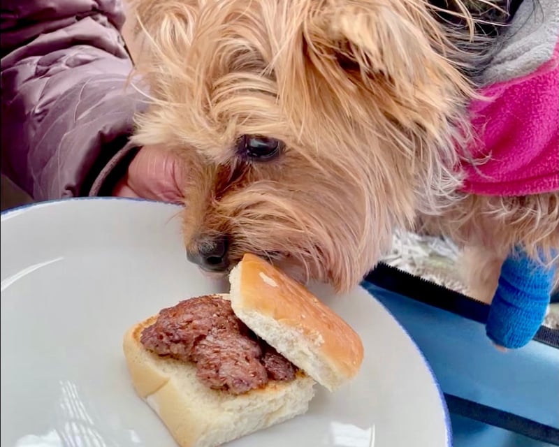 Dog-Friendly Food Tour on Atlanta BeltLine
