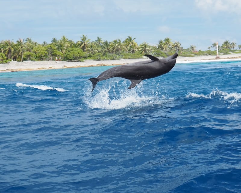 Catalina Island Dolphin & Sea Lion Boat Tour