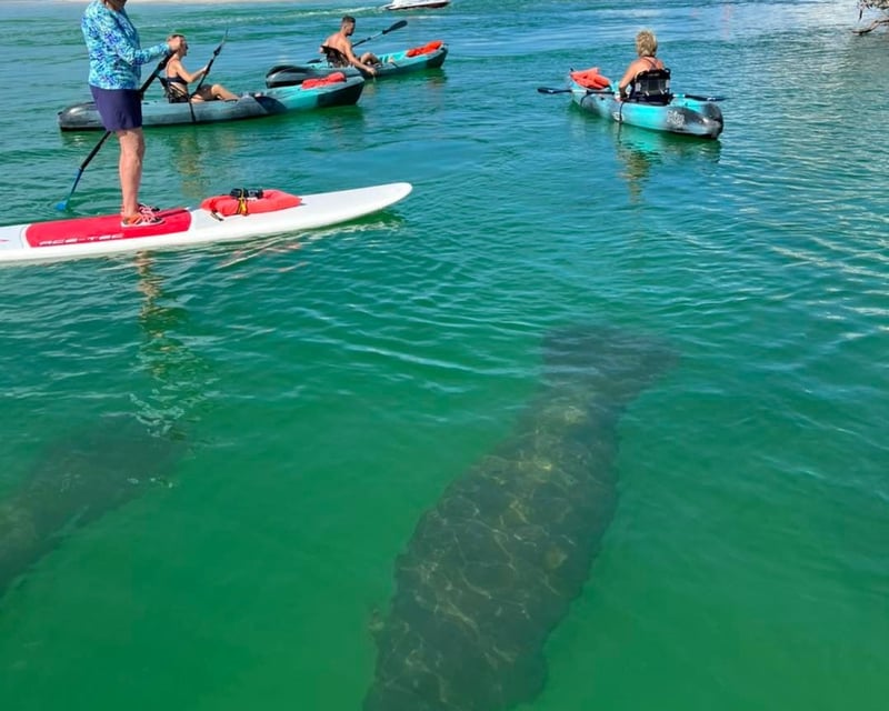 Single Kayak Mangrove Eco Tour in Bonita Springs