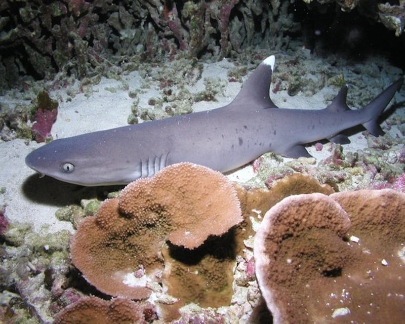 Private Shark & Turtle Wreck Scuba Dive in Lahaina