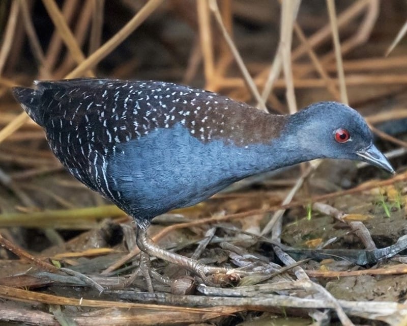 Black Rail Habitat Restoration Workday in Galveston