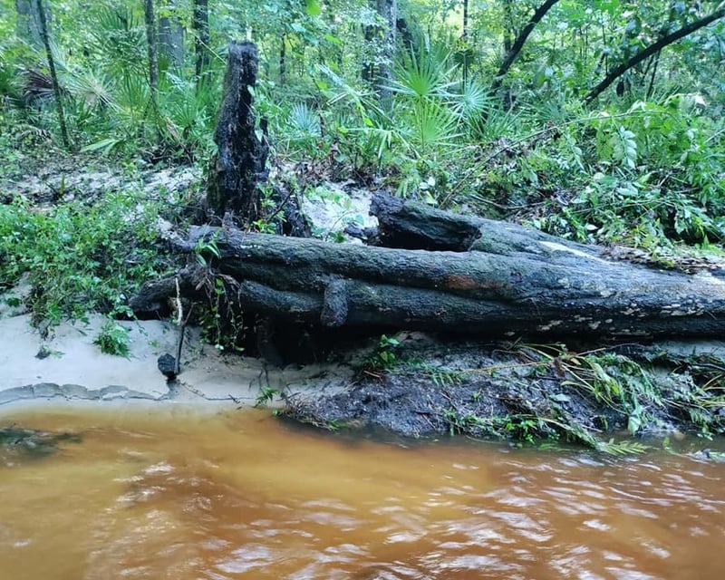 Private Full-Day Fossil & Shark Tooth Hunt in Gainesville