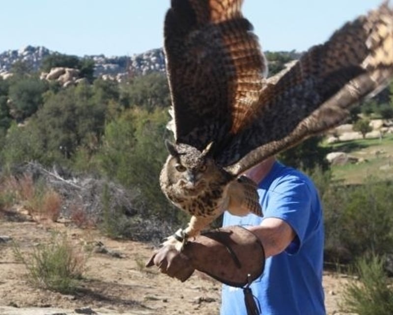 Owl Falconry Experience in Escondido