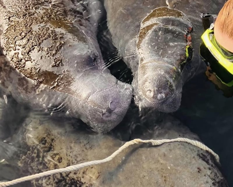 Swim With Manatees Private Tour in Crystal River