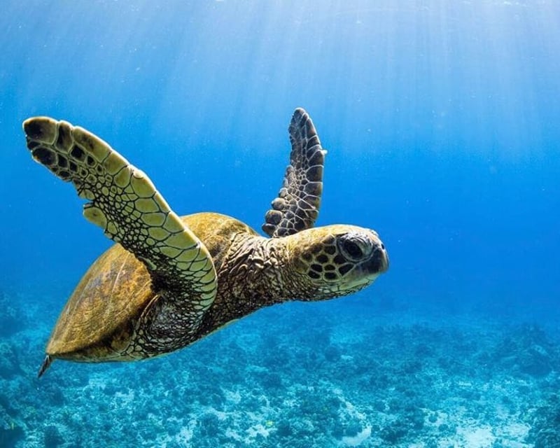 2-Tank Morning Scuba Dive Charter in Kona