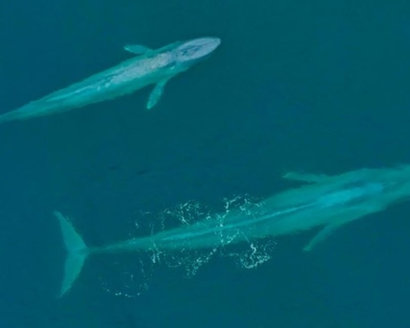 Blue Whale Watching Expedition in San Diego